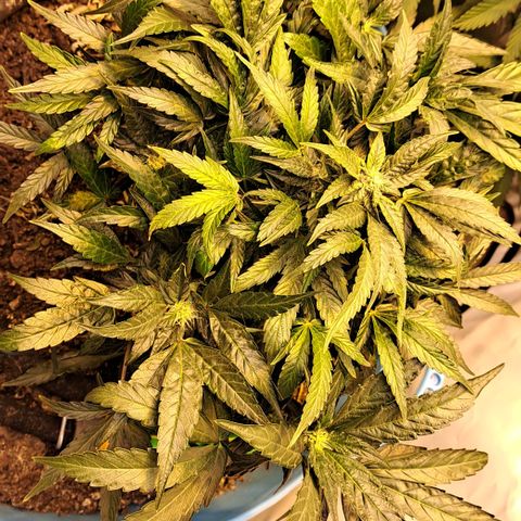 Royal Gorilla Automatic (bonsaï style) growlog timeline photo
