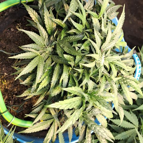 Royal Gorilla Automatic (bonsaï style) growlog timeline photo