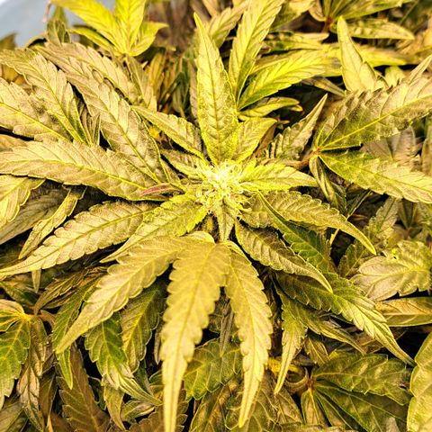Royal Gorilla Automatic (bonsaï style) growlog timeline photo