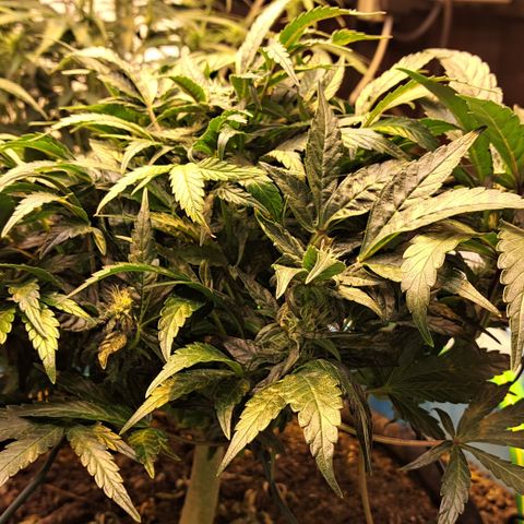 Royal Gorilla Automatic (bonsaï style) growlog timeline photo