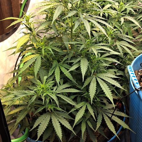 Northern Light Automatic growlog timeline photo