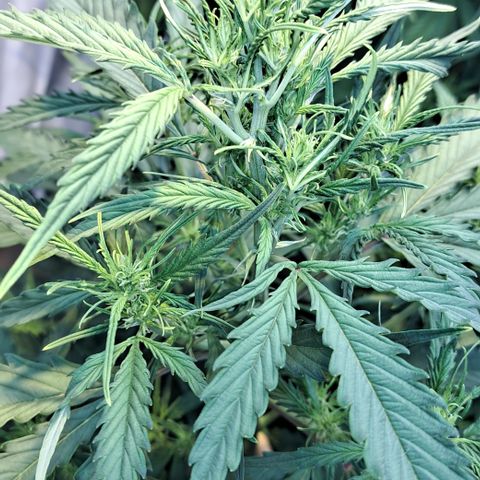 Northern Light Automatic growlog timeline photo