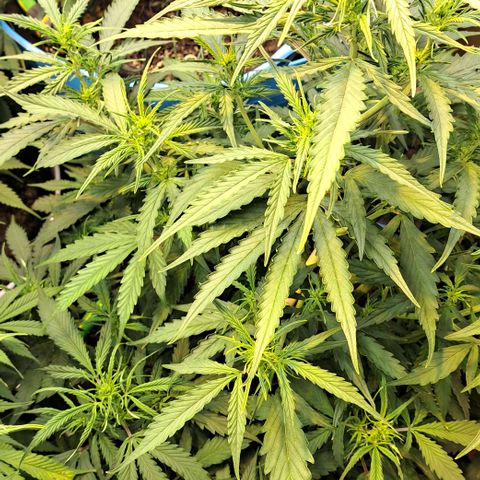 Northern Light Automatic growlog timeline photo