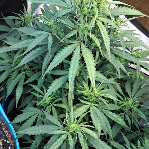 Northern Light Automatic growlog timeline photo