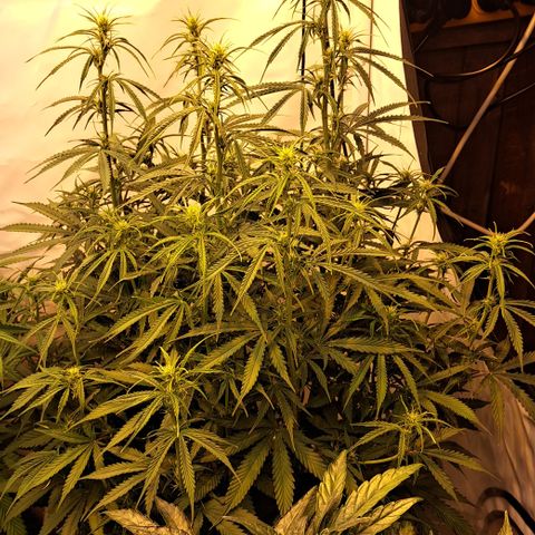 Green #2 growlog timeline photo