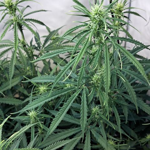 Green #2 growlog timeline photo