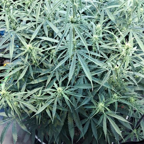 Green #2 growlog timeline photo