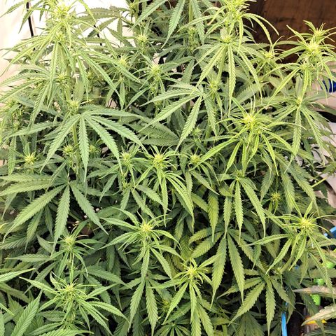 Green #2 growlog timeline photo