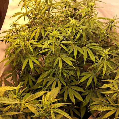 Green Gelato Automatic growlog timeline photo