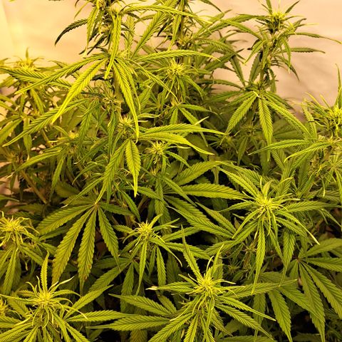 Green Gelato Automatic growlog timeline photo
