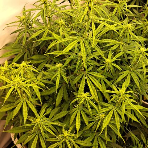 Green Gelato Automatic growlog timeline photo