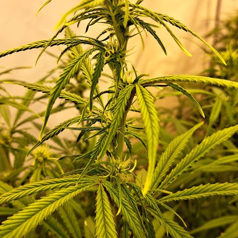 Green Gelato Automatic growlog timeline photo