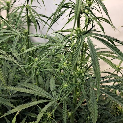 Green #2 growlog timeline photo