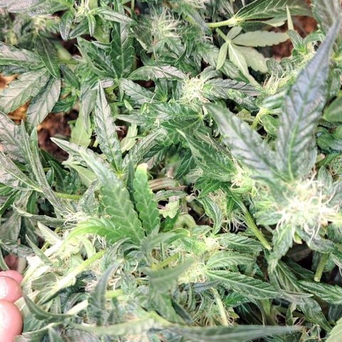 Royal Gorilla Automatic (bonsaï style) growlog timeline photo