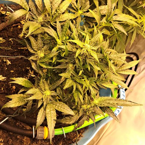 Royal Gorilla Automatic (bonsaï style) growlog timeline photo