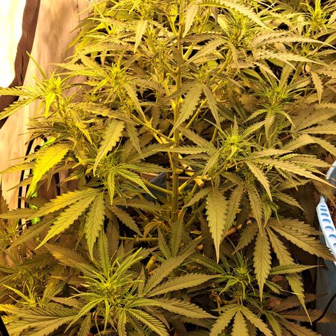 Northern Light Automatic growlog timeline photo