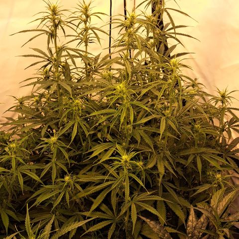 Green #2 growlog timeline photo