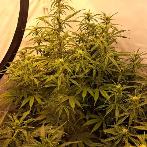 Green Gelato Automatic growlog timeline photo