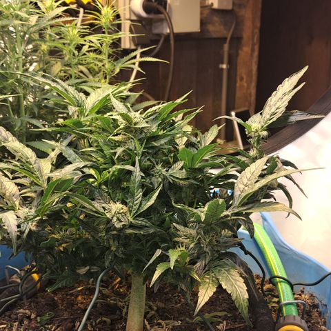 Royal Gorilla Automatic (bonsaï style) growlog timeline photo