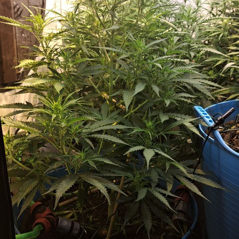 Northern Light Automatic growlog timeline photo