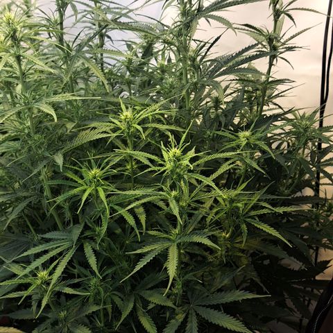 Green #2 growlog timeline photo