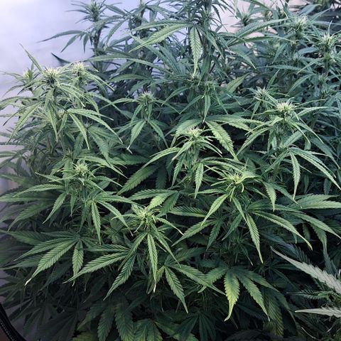 Green Gelato Automatic growlog timeline photo