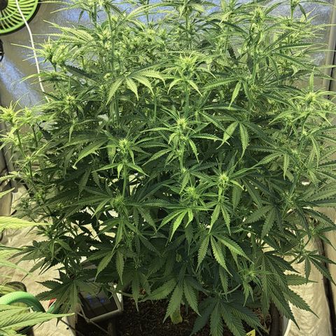 Green #2 growlog timeline photo
