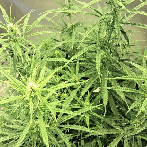 Green #2 growlog timeline photo