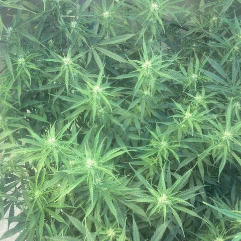 Green #2 growlog timeline photo