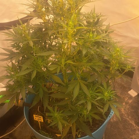 Northern Light Automatic growlog timeline photo
