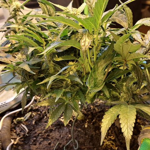 Royal Gorilla Automatic (bonsaï style) growlog timeline photo