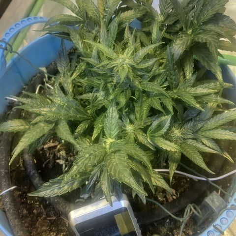 Royal Gorilla Automatic (bonsaï style) growlog timeline photo