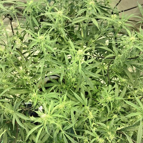 Green #2 growlog timeline photo