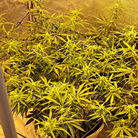Green #2 growlog timeline photo