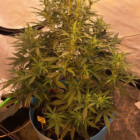 Northern Light Automatic growlog timeline photo