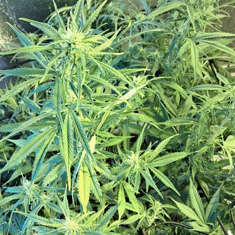 Green Gelato Automatic growlog timeline photo