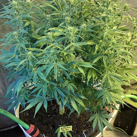 Green Gelato Automatic growlog timeline photo