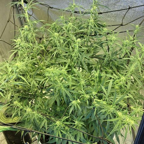 Green #2 growlog timeline photo