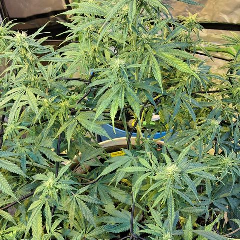 Green Gelato Automatic growlog timeline photo
