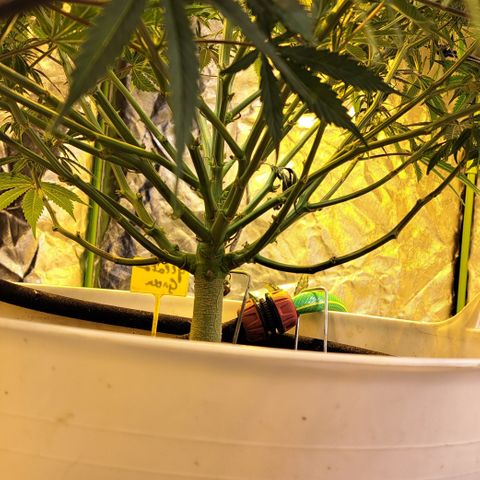 Green Gelato Automatic growlog timeline photo
