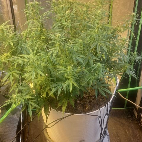 Green Gelato Automatic growlog timeline photo