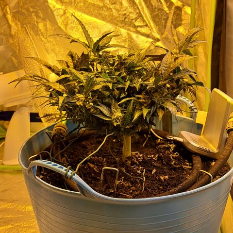 Royal Gorilla Automatic (bonsaï style) growlog timeline photo