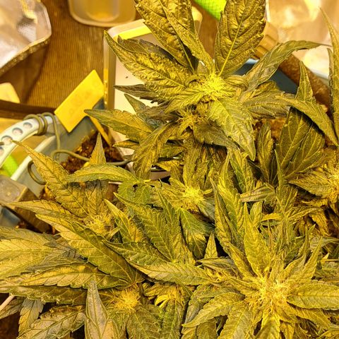 Royal Gorilla Automatic (bonsaï style) growlog timeline photo