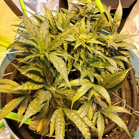 Royal Gorilla Automatic (bonsaï style) growlog timeline photo