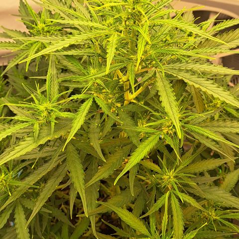 Northern Light Automatic growlog timeline photo