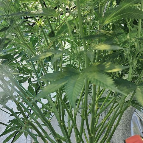 Green #2 growlog timeline photo