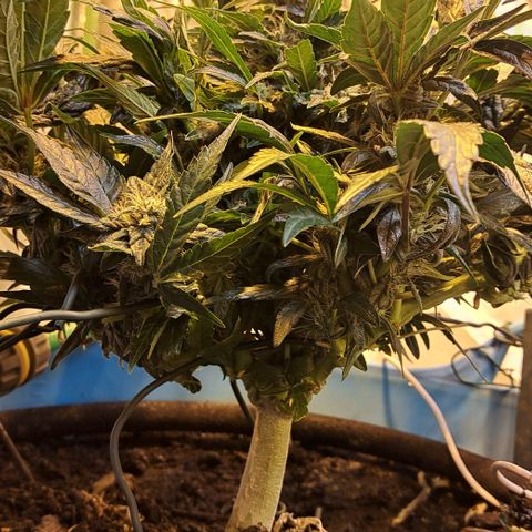 Royal Gorilla Automatic (bonsaï style) growlog timeline photo