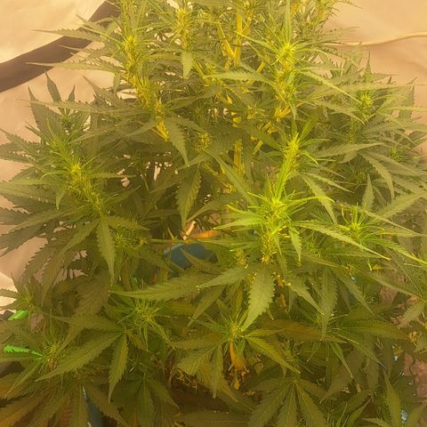 Northern Light Automatic growlog timeline photo