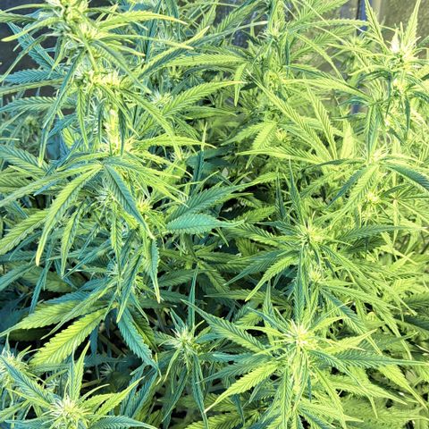 Green Gelato Automatic growlog timeline photo
