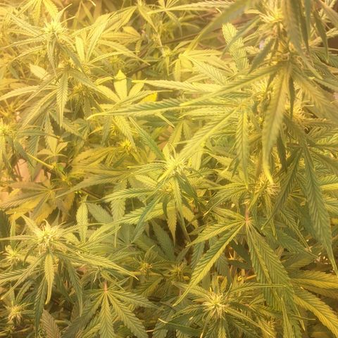 Green Gelato Automatic growlog timeline photo